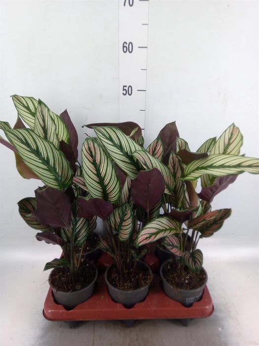 <h4>Calathea   ...</h4>
