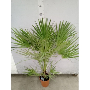 Chamaerops humilis