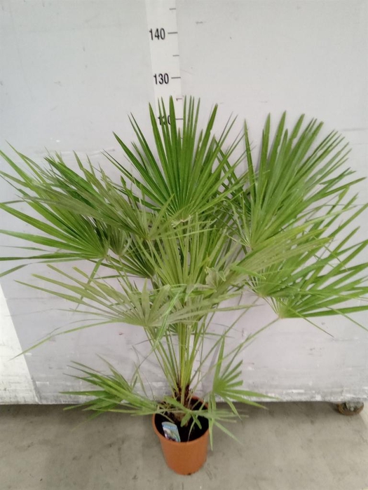 Chamaerops humilis