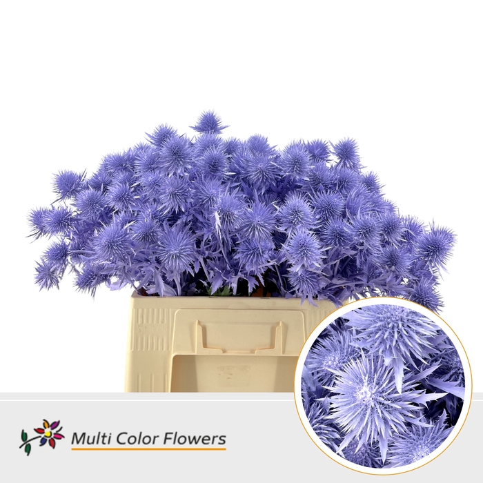 <h4>Eryngium Milka</h4>