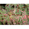 Acer palmatum