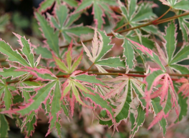 Acer palmatum