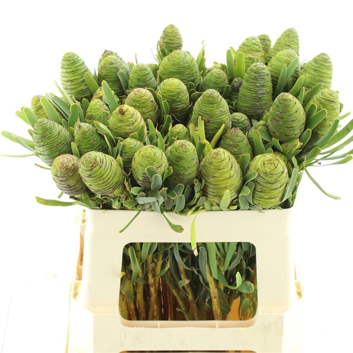 <h4>Leucad Platystar</h4>