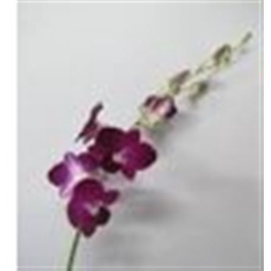 #Dendrobium Oxd L **clearout**
