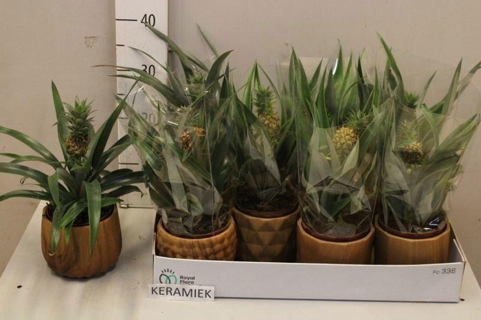 <h4>ANANAS ROSITA</h4>