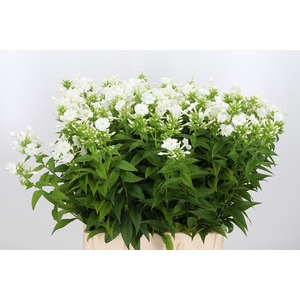 Phlox P Danielle