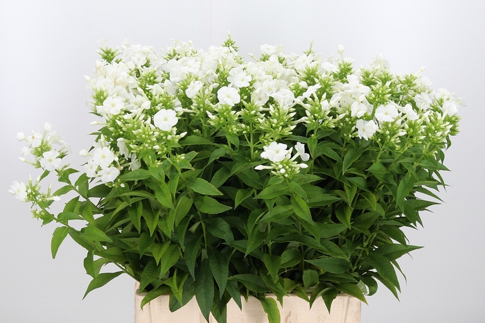 <h4>Phlox P Danielle</h4>