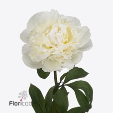 <h4>Paeonia dr f g brethour</h4>