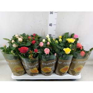 Rosa  'Beau Monde'   ...mix