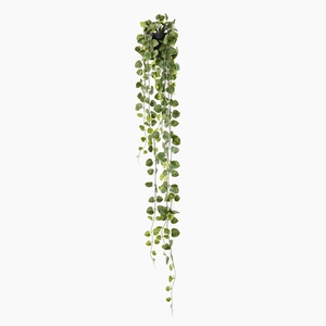 Philo Plant in Pot Green PP550057GRN