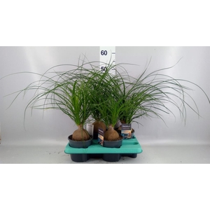 Beaucarnea recurvata