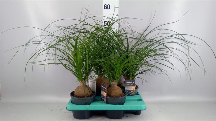 <h4>Beaucarnea recurvata</h4>