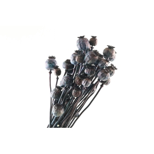 Papaver Blue Dark