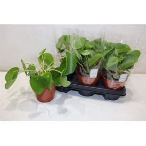 arr8 Pilea Peperomioides