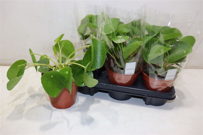 <h4>arr8 Pilea Peperomioides</h4>