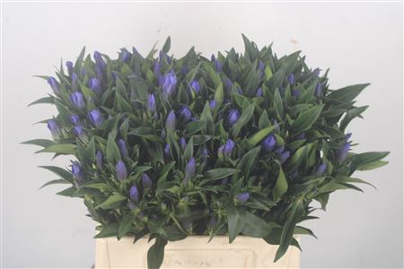 <h4>Gentiana Kagayaki Blue</h4>