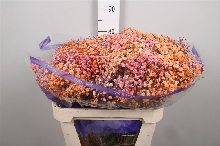 <h4>Gyps Rb Light Orange Light Red</h4>