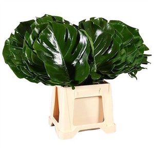 MONSTERA