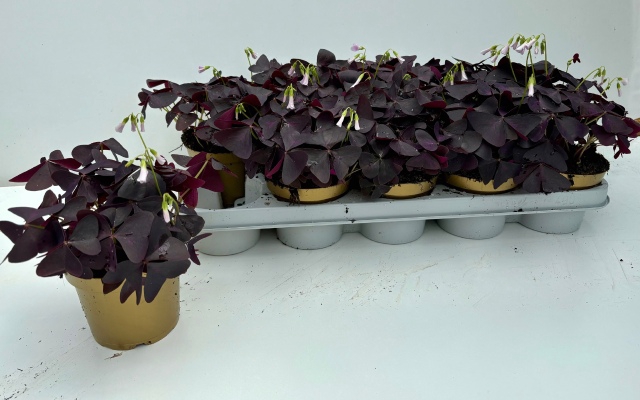 <h4>OXALIS TRIANGULARIS</h4>