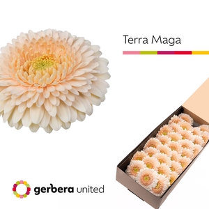 Germini Pomponi Terra Maga Doos