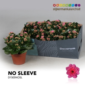 Kalanchoe No Sleeve - Pink