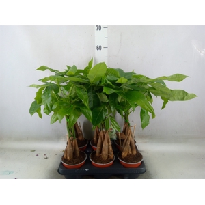 Pachira aquatica