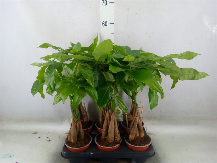 <h4>Pachira aquatica</h4>