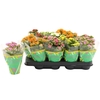 Kalanchoe Calandiva