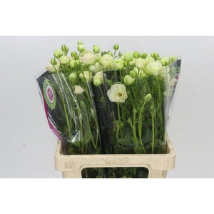 Ranunculus Magical Salmousse