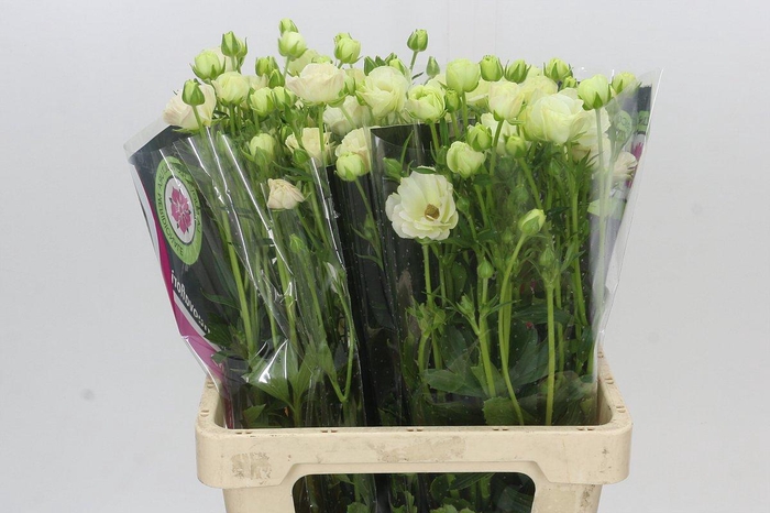 <h4>Ranunculus Magical Salmousse</h4>