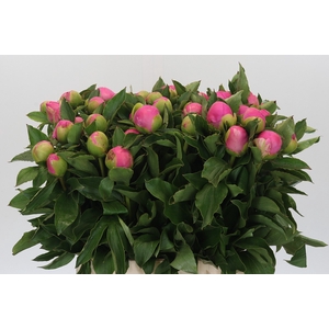 Paeonia Monsieur Jules Elie