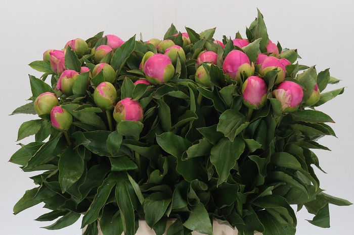 <h4>Paeonia Monsieur Jules Elie</h4>