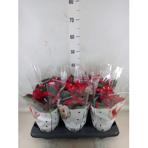 Euphorbia pulc. 'Christ Feel Glitt'