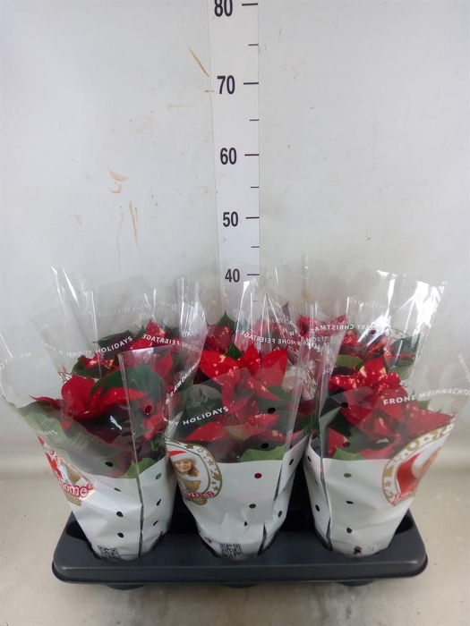 <h4>Euphorbia pulc. 'Christ Feel Glitt'</h4>