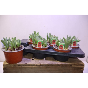 arr8 Tul Ov Dubbel Rood