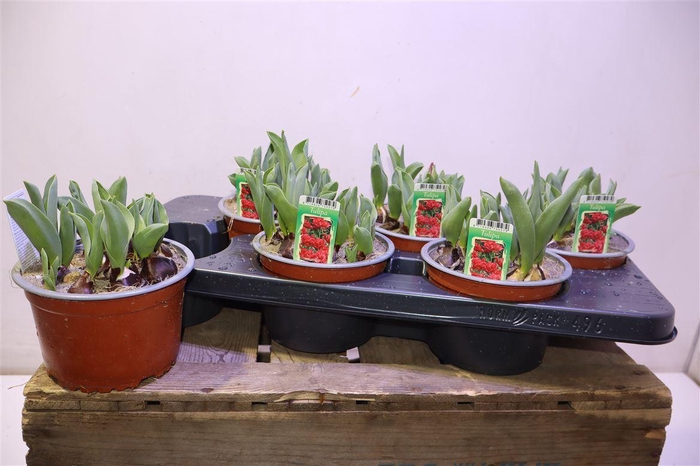 <h4>arr8 Tul Ov Dubbel Rood</h4>