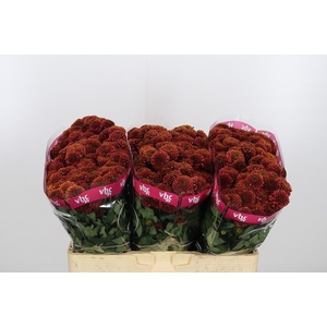 Chr San Aaa Doria Ch