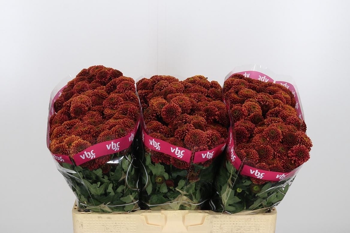 <h4>Chr San Aaa Doria Ch</h4>