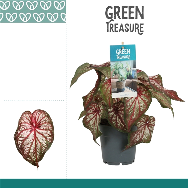 <h4>Caladium Bicolor</h4>