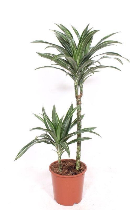 <h4>Dracaena fr de 'Ulises'</h4>