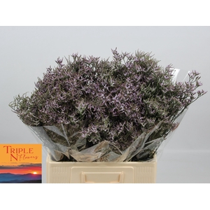 LIM SAF LILAC