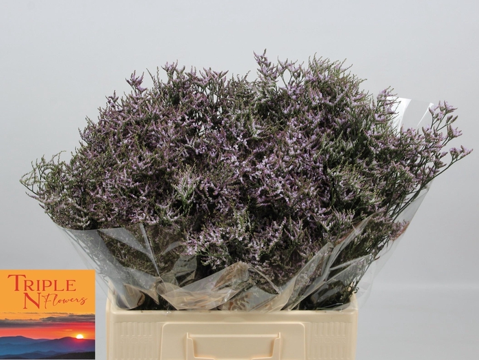 <h4>LIM SAF LILAC</h4>