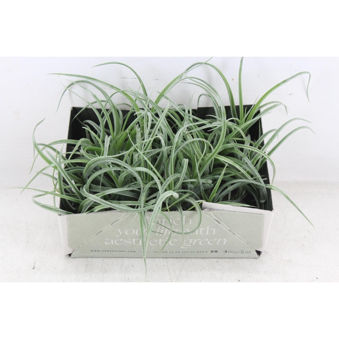 <h4>Arr3 Cp - Till. Curly Bonsai X20</h4>