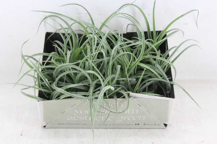 <h4>arr3 CP - Till. Curly bonsai x20</h4>