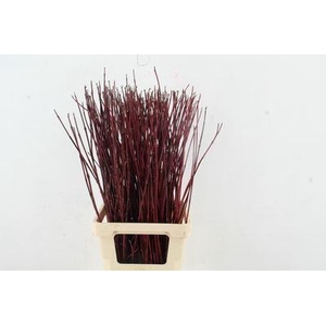 Cornus alba 'Sibirica'