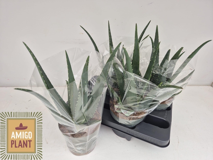 <h4>ALOE VERA</h4>