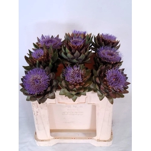 CYNARA SC GREEN GLOB