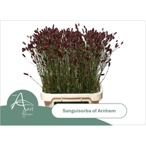 SANG OF ARNHEM