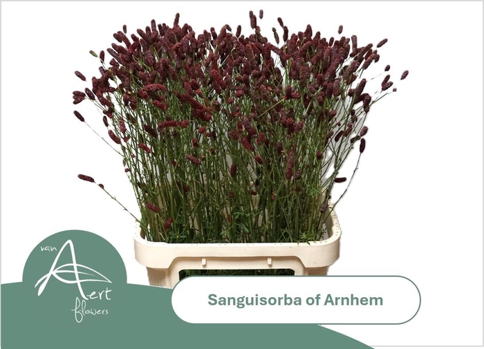 <h4>SANG OF ARNHEM</h4>