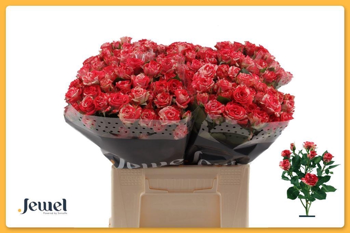 <h4>Rosa spray fireworks</h4>